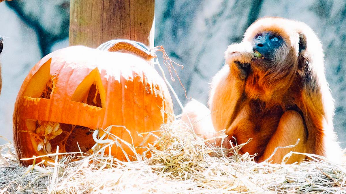 close up of animal beside carved pumpkin on hay at Boo at the Zoo in New Orleans, Louisiana, USA